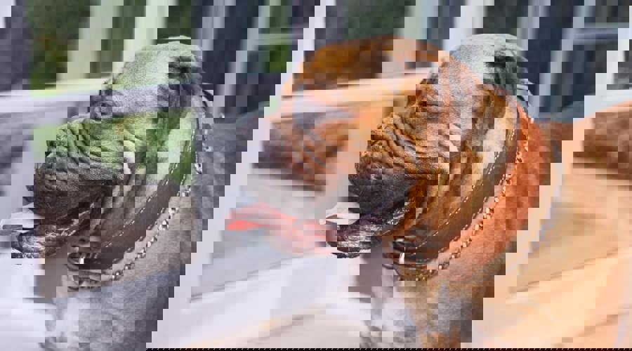 SJ Intro Video Thumbnail