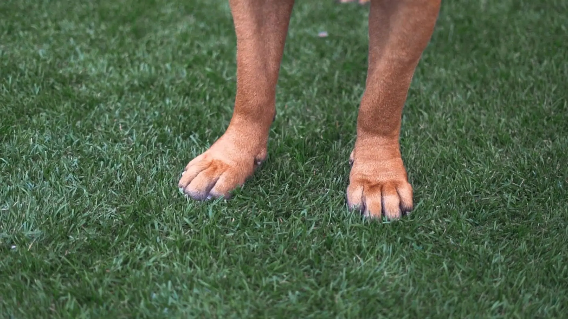 SJ Intro Video, close up of tan dogs feet on football turf