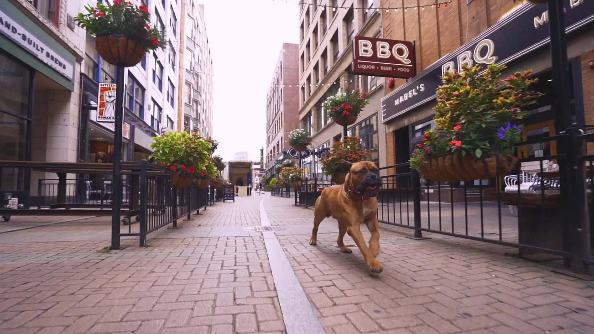 SJ Intro Video, tan dog running down East 4th street in Cleveland, Ohio 
