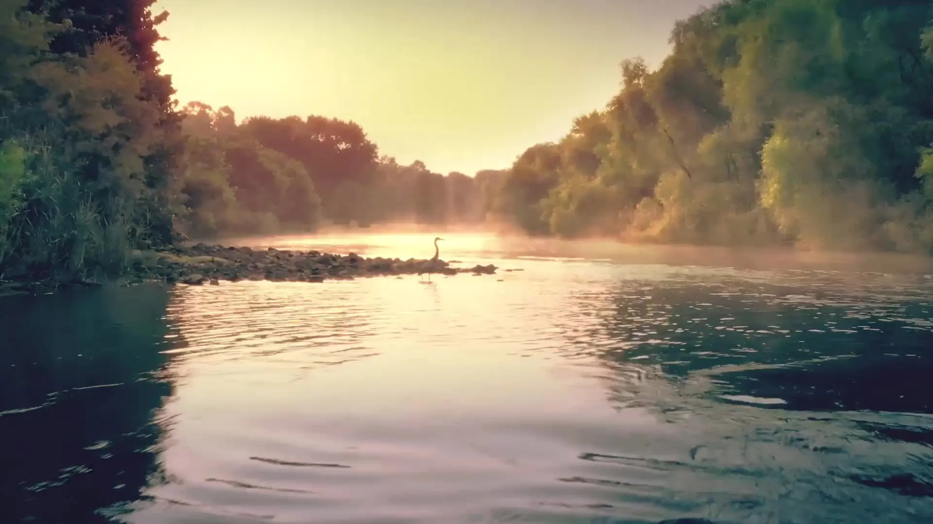 Scenic of tree-lined river with haze and blue heron 