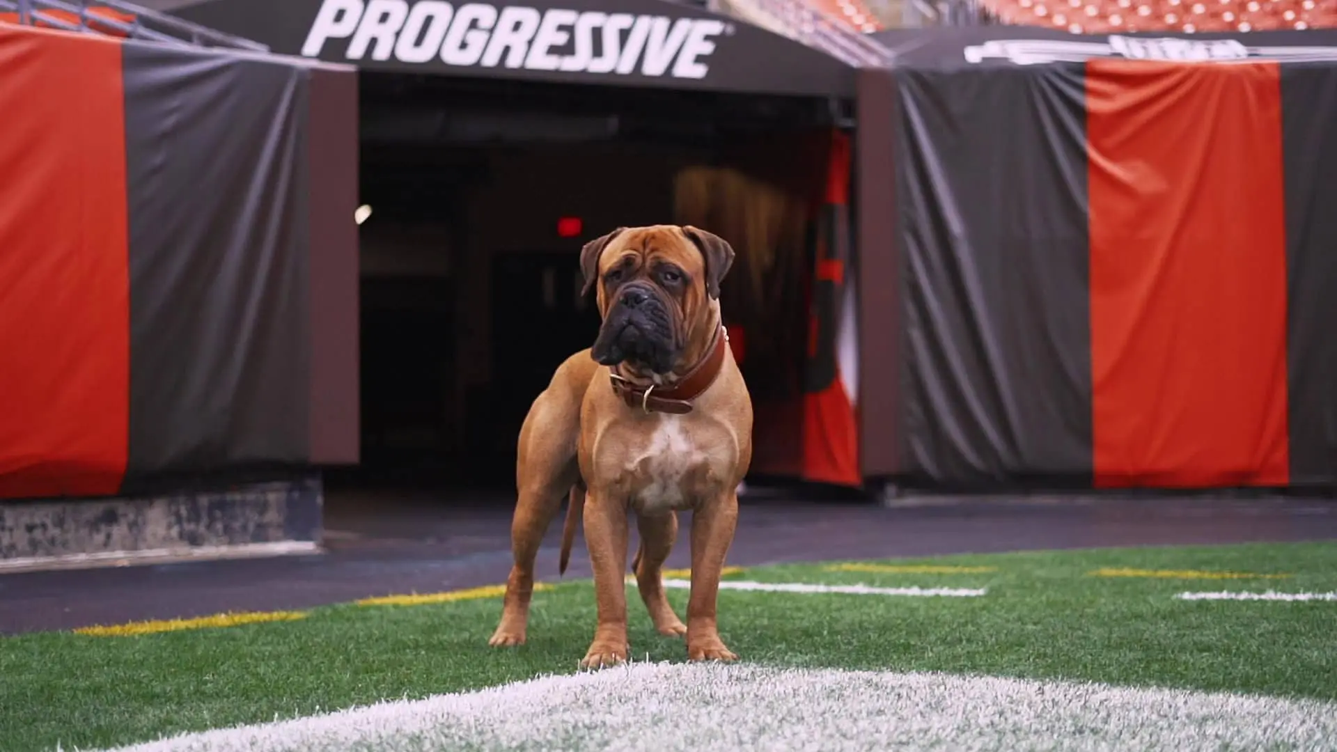 SJ Intro Video, brown dog standing outside tunnel on football field 